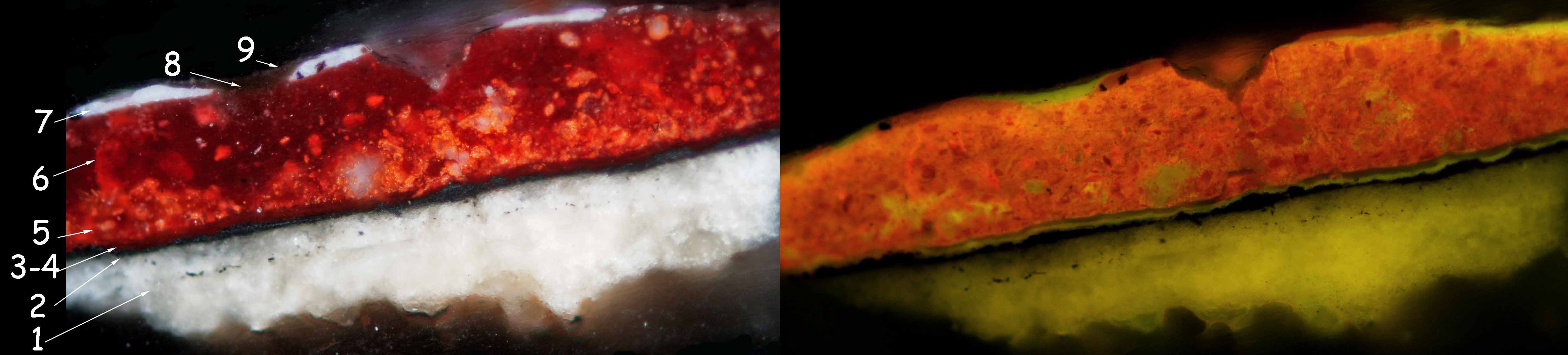 figure 3 : Coupe stratigraphique 16446 de la polychromie de la robe du personnage, panneau dextre (Triptyque : L’adoration des Mages, C2RMF68184) au microscope optique en lumière naturelle (à gauche) et sous lumière filtrée, filtre B2/A (à droite) (©C2RMF, Yannick Vandenberghe).