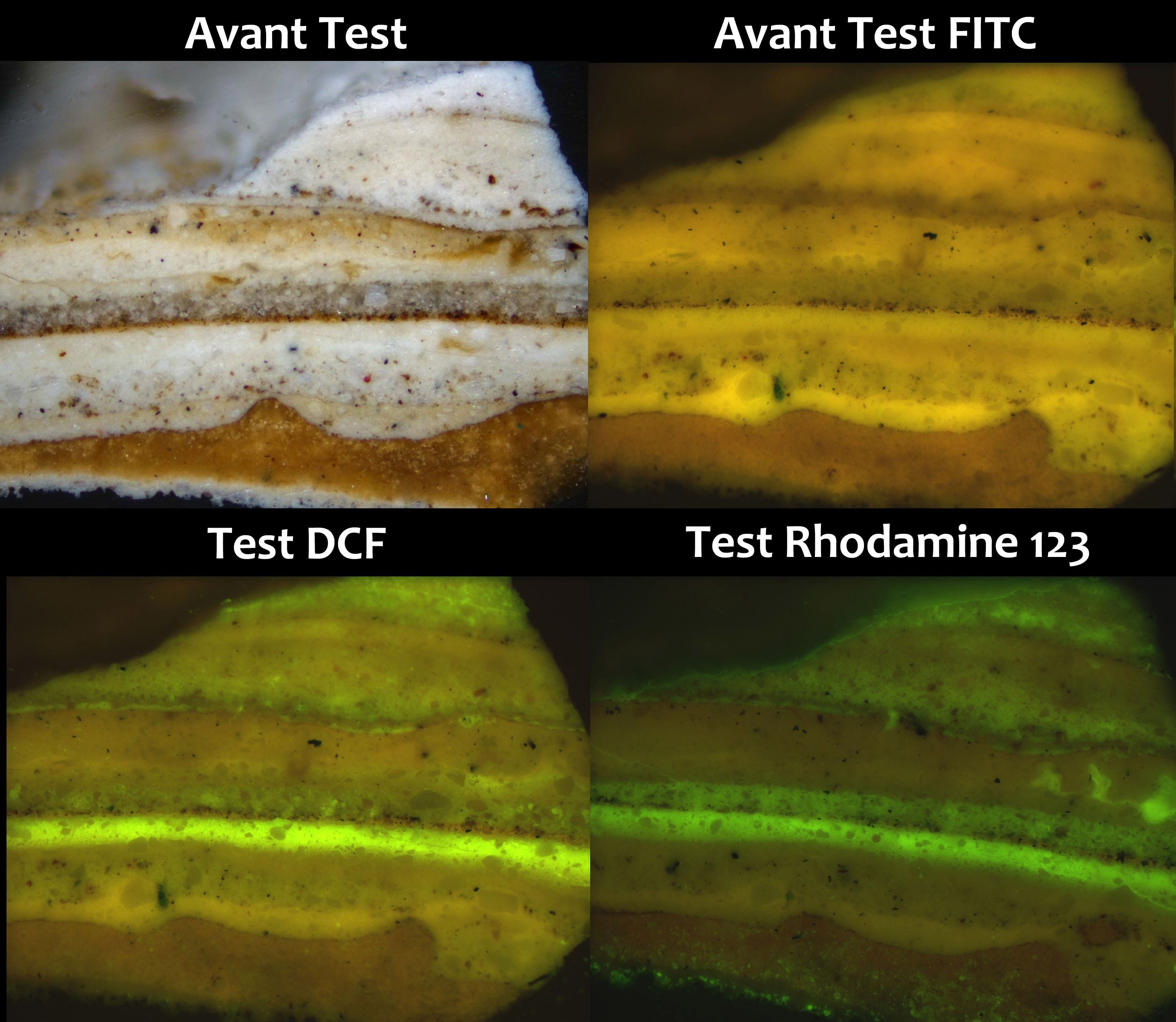 Figure 8 : Coupe stratigraphique de la polychromie des carnations d’une Vierge de pitié : microscope optique en lumière naturelle (haut-gauche); sous lumière filtrée, avant test (haut-droite), après coloration avec une solution de DCF, (bas-gauche), après coloration avec une solution de Rhodamine 123 (bas-droite) (©C2RMF, Yannick Vandenberghe).