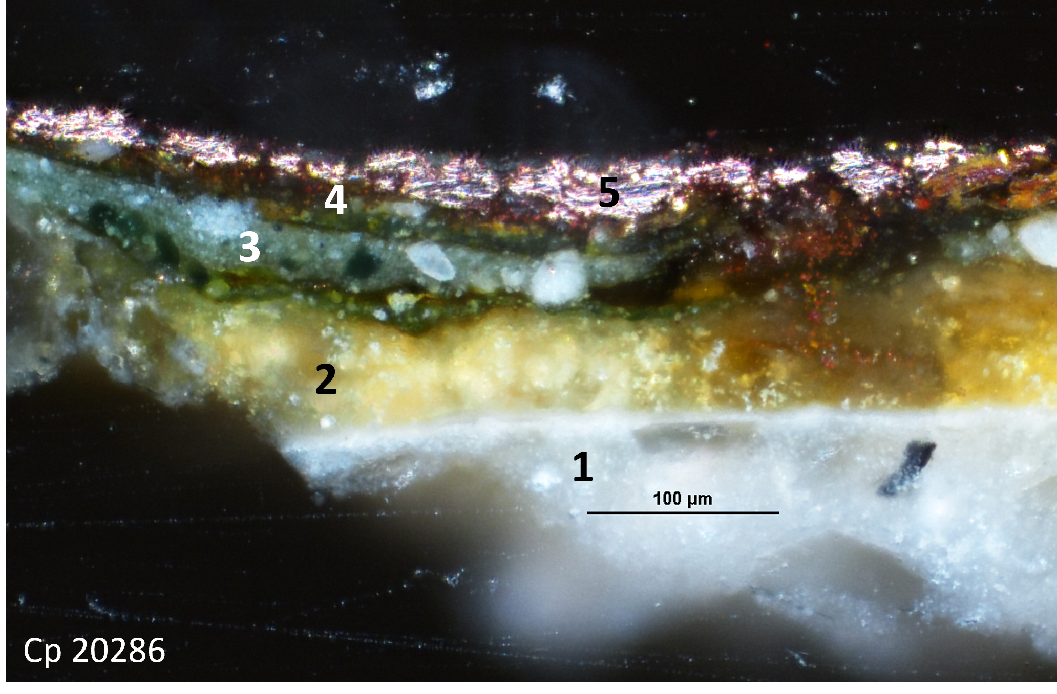 Figure 16 - Cp 20286. Fond du décor. Microscope optique en lumière blanche. © Nathalie Pingaud