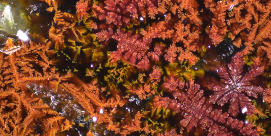 image de microscopie optique d’une scorie archéologique étudiée au cours de la thèse @Sybille Manya