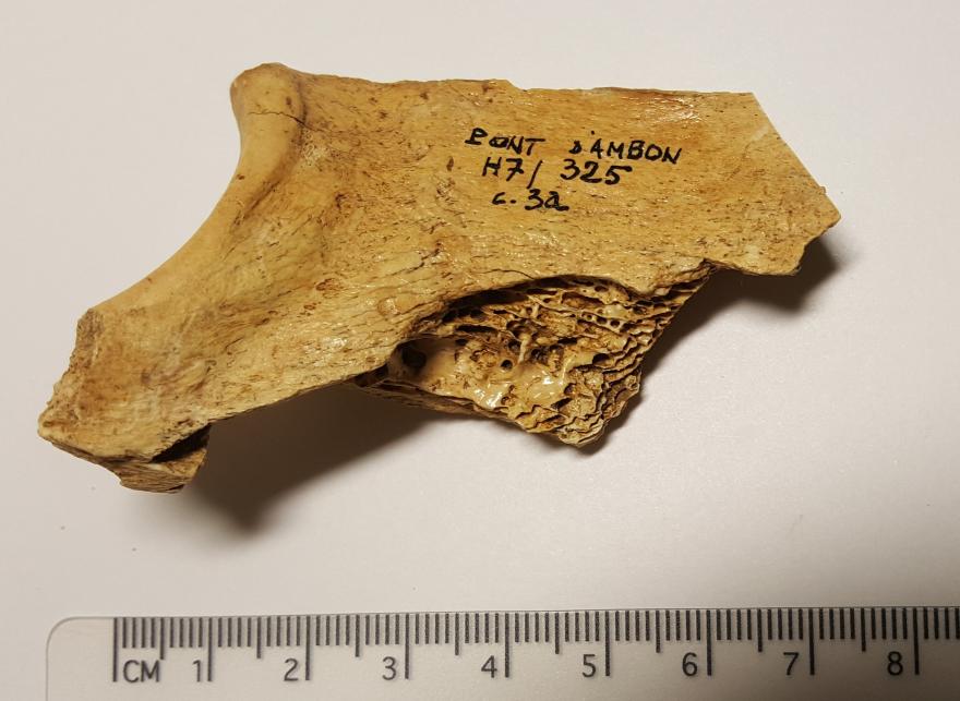 Photographie d'un fragment d'ulna de cervidé (Cervus sp.) - Inventaire MNP 1992-1-2-29